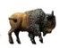 Brown Mini Buffalo Magnet