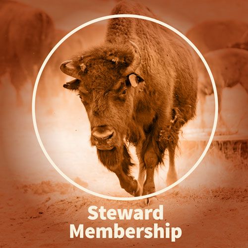 Steward Membership