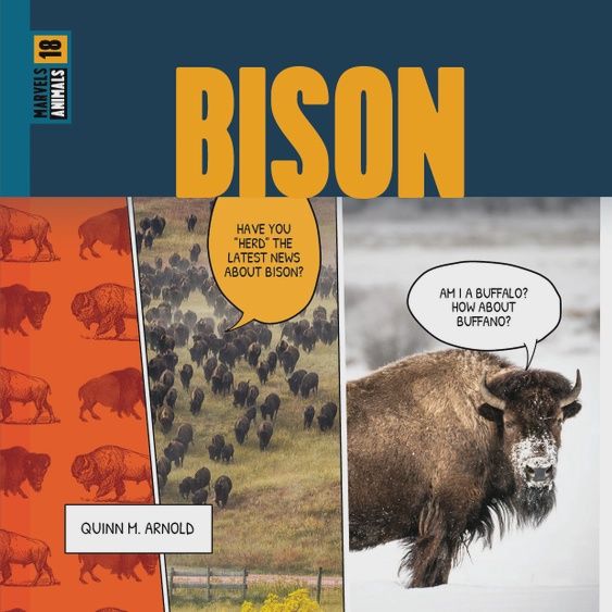 Bison: Marvels Animals