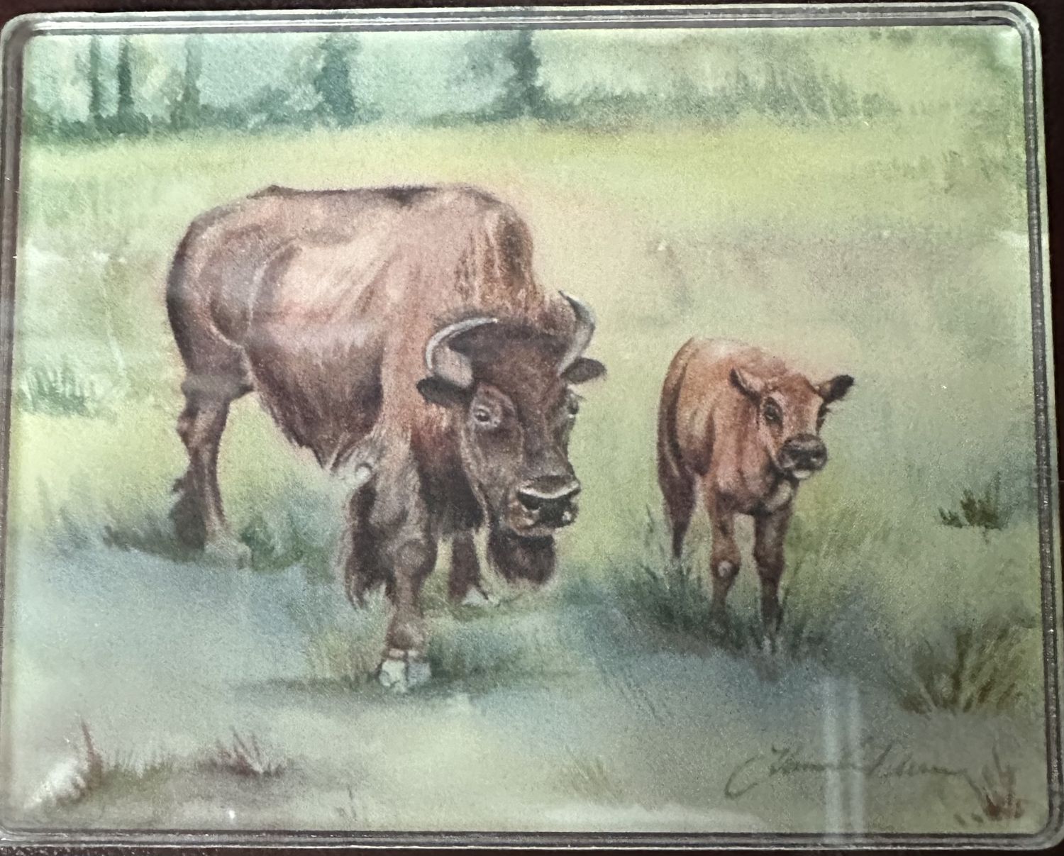 Cow and Calf Acrylic Magnet