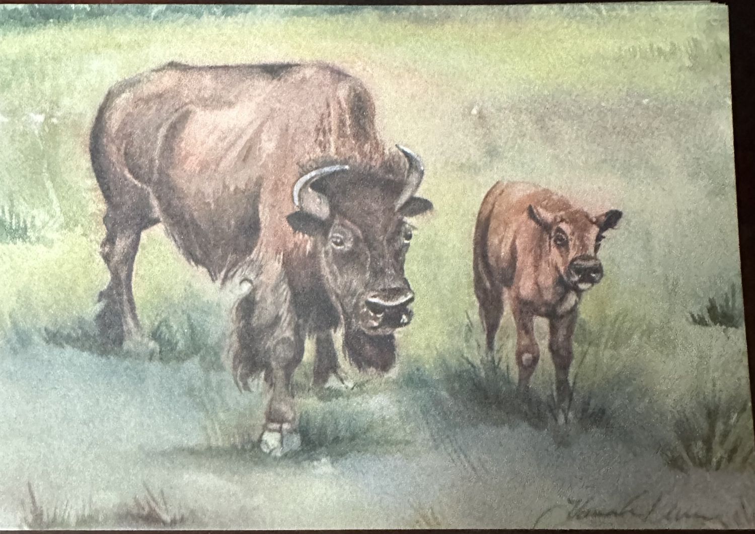 Cow and Calf Watercolor Postcard