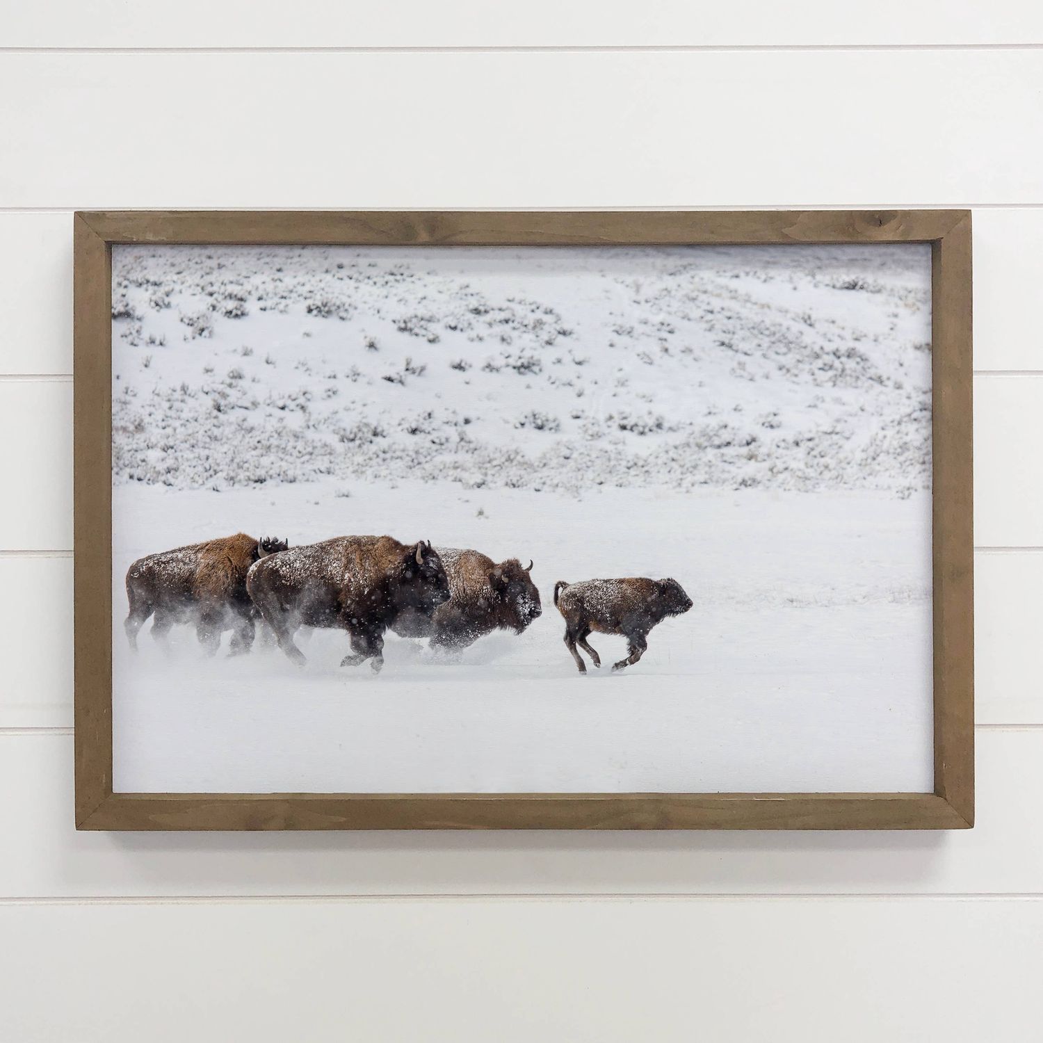 Bison in the Snow - Framed Animal Photograph - Ranch House, Size: 12x18" Medium Canvas Art with Thick Wood Frame