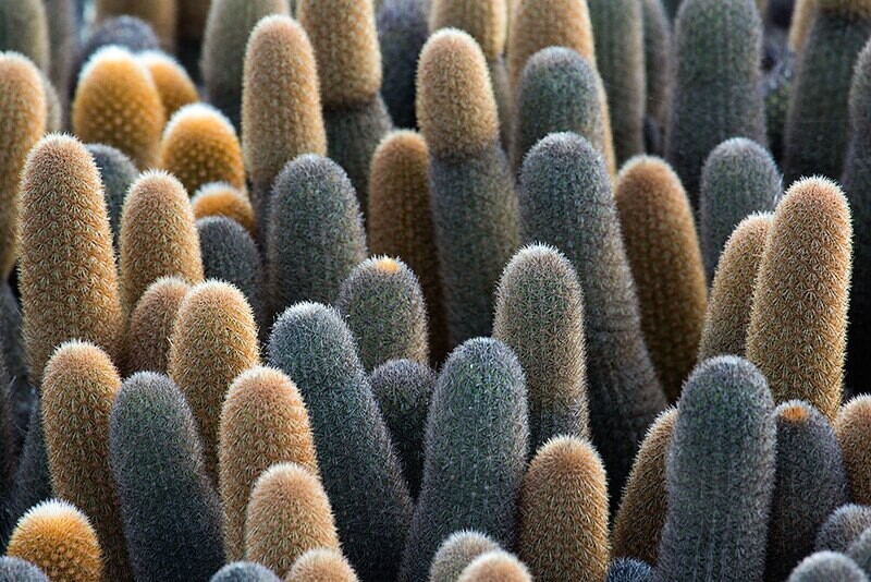 Fernandina Lava Cactus