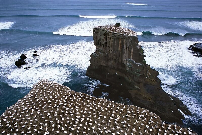 Muriwai Beach Gannets