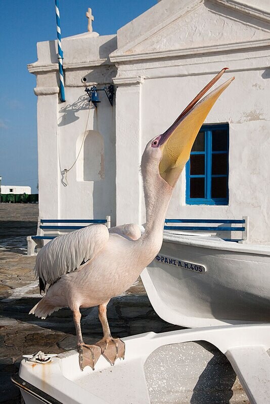 Mykonos Pink Pelican