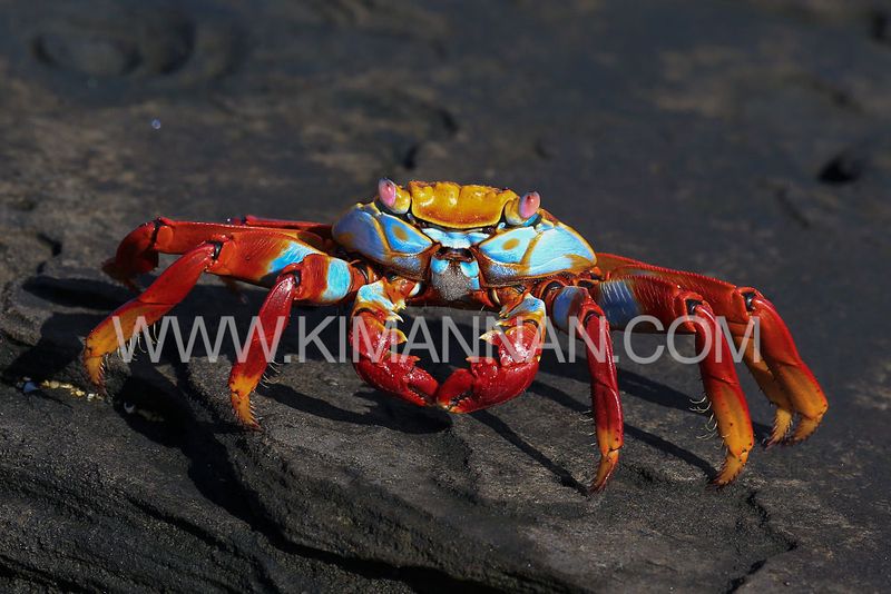 Sally LightFoot Crab
