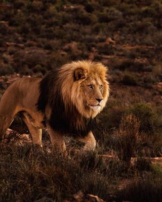 南非-大自然天堂10日-野生動物獵遊、賞鯨賞海豹-酒莊-貧民窟文化 南非-大自然天堂10日-野生動物獵遊、賞鯨賞海豹-酒莊-貧民窟文化