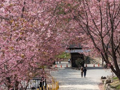 司馬庫斯&野外私廚&星空露營|新竹高鐵出發|2天1夜 司馬庫斯&野外私廚&星空露營|新竹高鐵出發|2天1夜