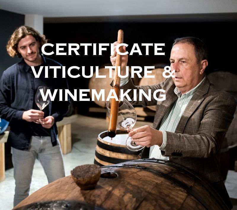 Certificate in Viticulture & Winemaking