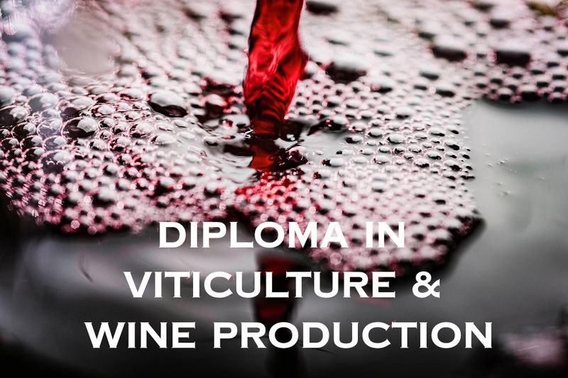 Diploma in Viticulture & Winemaking