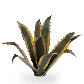 Agave (70)