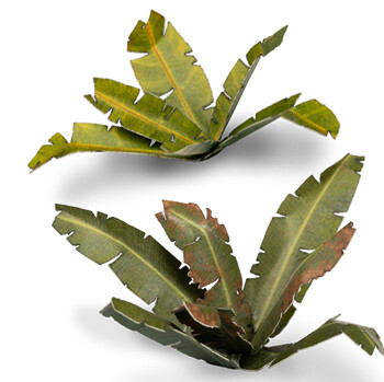 Banana Tree (52)