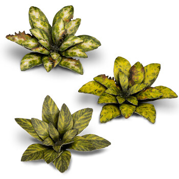 Dumb Cane (47)