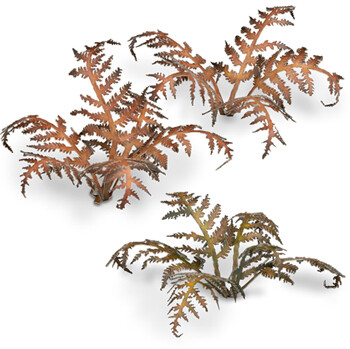 Dry Bracken (26)