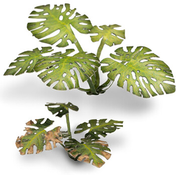Monstera (47)