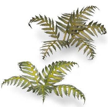 Bracken (22)
