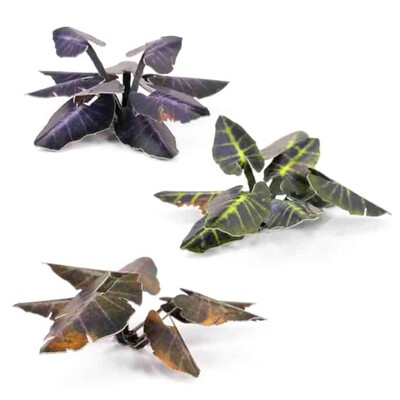 Black Magic Taro (65)
