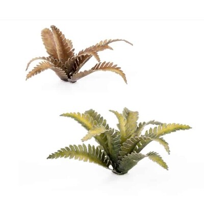 Deer Fern (38)