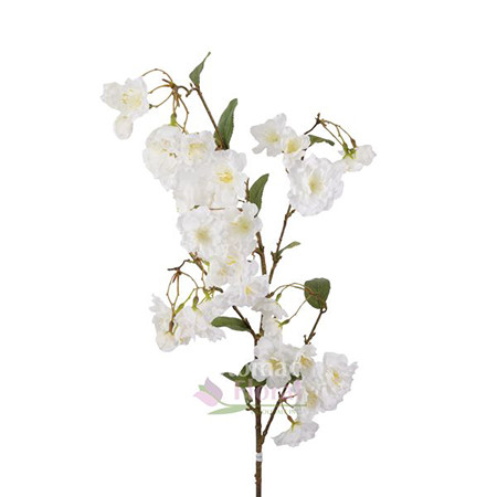 White Silk Yoshino Cherry Blossom Branch
