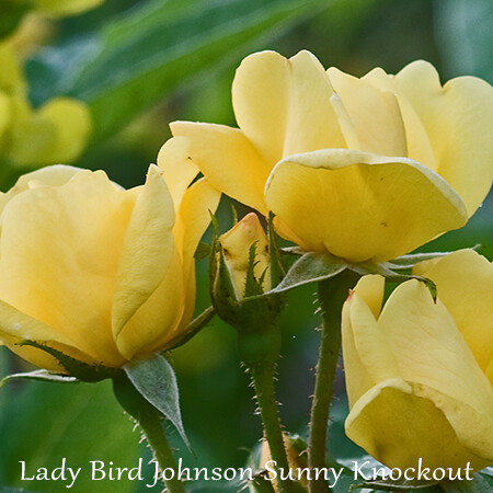 First Lady Bird Johnson Canary Landscape Rose