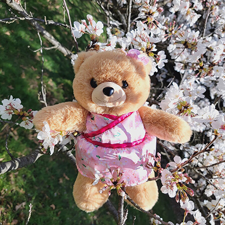 2024 Smithsonian Cherry Blossom Teddy Bear