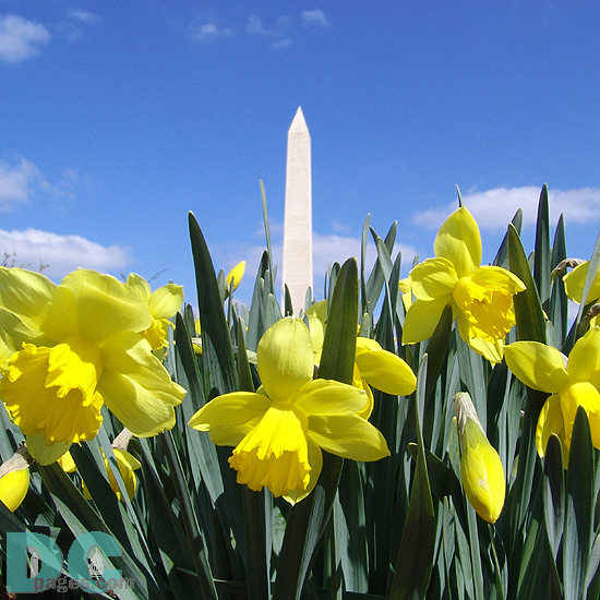Gifts - Print - Washington Monument in Early Spring