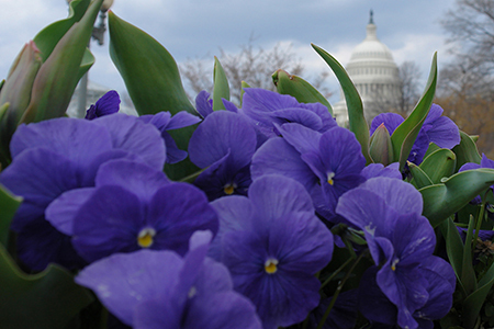 Gifts - Print - Winter Flowers of the Capitol