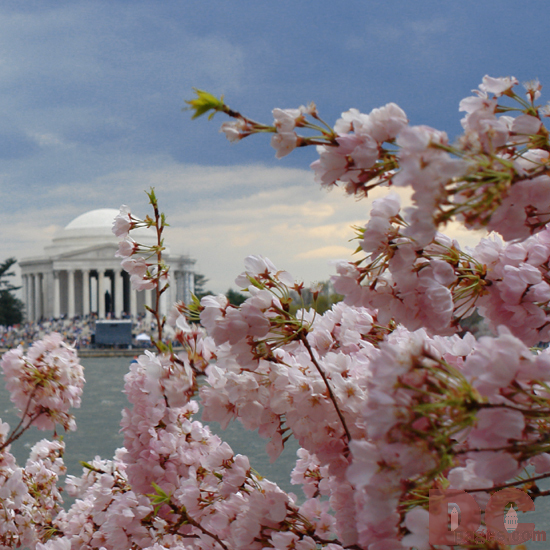 Gifts - Print - Jefferson Memorial Cherry Blossoms (2006)