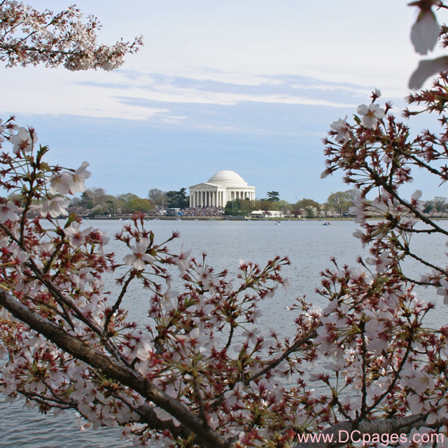 Gifts - Print - Jefferson Memorial Cherry Blossoms (2008)