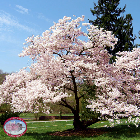 Gifts - Cherry Blossoms - Live Yoshino Cherry Tree