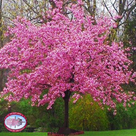 Gifts - Cherry Blossoms - Live Kwanzan Cherry Tree