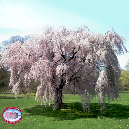 Live Weeping Japanese Cherry Blossom Tree Seedling