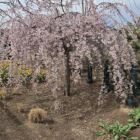 Live Weeping Japanese Cherry Blossom Tree Seedling