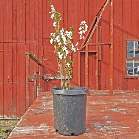 8 Pack of Weeping Cherry Blossom Tree Seedlings