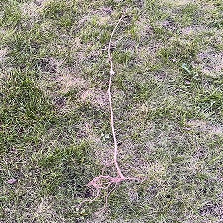 Weeping Cherry Blossom Tree Replacement