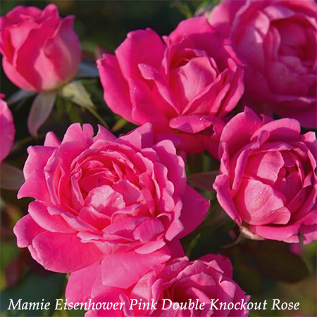 First Lady Mamie Eisenhower Pink Blush Rose