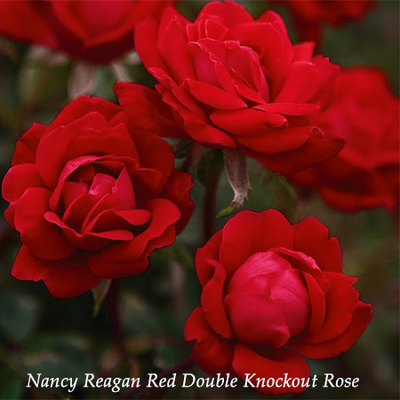Nancy Reagan Scarlet Landscape Rose Seedling