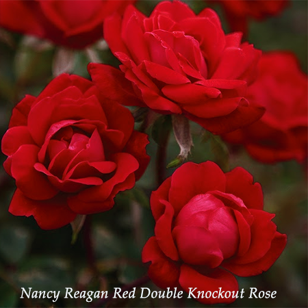 Nancy Reagan Scarlet Landscape Rose Seedling