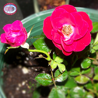 Red Double Knockout Rose Plant