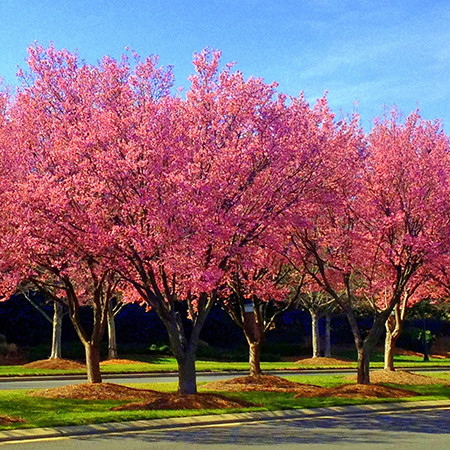 Live Japanese Okame Cherry Blossom Tree