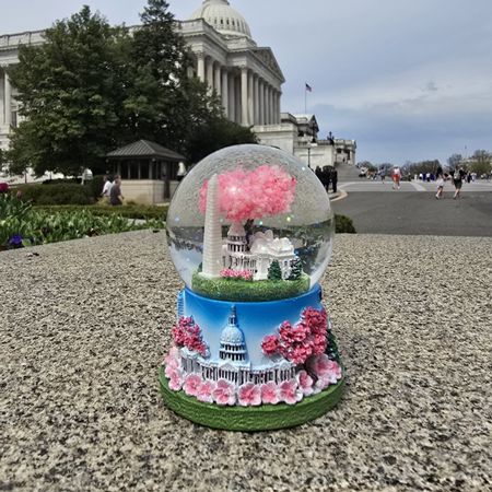 Washington DC Cherry Blossom Snow Globe - NT7001