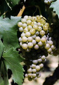 Malvasia Fina