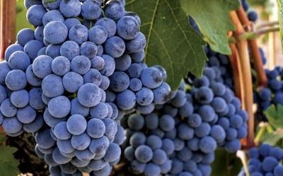 Tinta Roriz  / Tempranillo / Aragonez