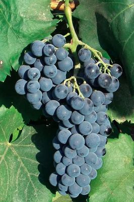 Alicante Bouschet