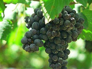 ​Syrah / Shiraz