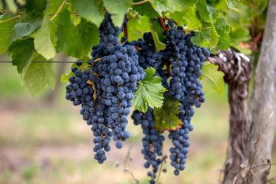 Merlot