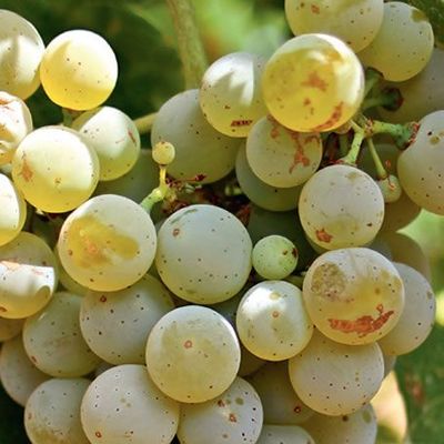 Alvarinho