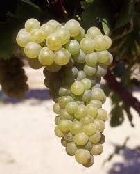 Viognier