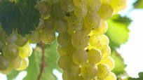 Riesling