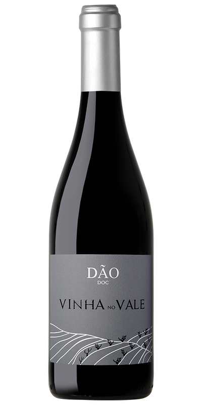 Vinha no Vale Tinto 2017